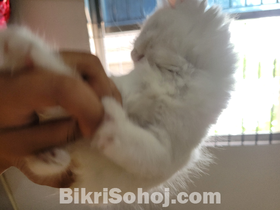 White Persian Crossed kitten